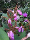 Cattleya10.jpg