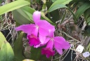 Cattleya11.jpg
