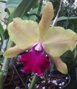 Cattleya2.jpg