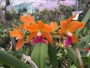 Cattleya5.jpg