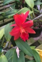 Cattleya6.jpg