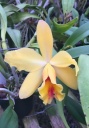 Cattleya7.jpg