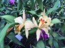 Nom du fichier=Cattleya9.jpg
Taille du fichier=181Ko
Dimensions : 800x600
Ajouté le : 04 Septembre 2016 Cattleya9.jpg