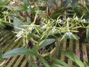 Coilostylis_ciliaris.jpg