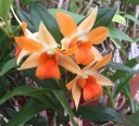 Nom du fichier=Dendrobium_Frosty_Dawn__Valley_Isle_.jpg
Taille du fichier=186Ko
Dimensions : 800x725
Ajouté le : 10 Août 2016 Dendrobium_Frosty_Dawn__Valley_Isle_.jpg