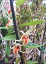 Dendrobium_cruentum~1.jpg