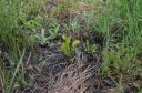 Dionaea_muscipula_1~0.jpg