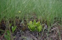 Dionaea_muscipula_3.jpg