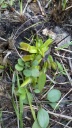 Dionaea_muscipula_4.jpg
