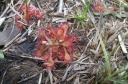 Drosera_capillaris_1.jpg