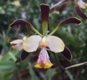 Encyclia_alata__Orchid_Trail_.jpg
