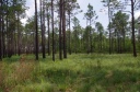 Green_Swamp_Preserve.jpg