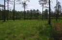Green_Swamp_Preserve_1.jpg