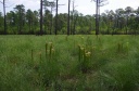 Green_Swamp_Preserve_4.jpg