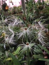 Habenaria_myriotricha.jpg