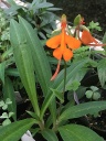 Nom du fichier=Habenaria_rhodocheila.jpg
Taille du fichier=205Ko
Dimensions : 604x800
Ajouté le : 04 Septembre 2016 Habenaria_rhodocheila.jpg
