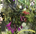 Nom du fichier=IMG_2890~0.jpg
Taille du fichier=256Ko
Dimensions : 800x749
Ajouté le : 20 Janvier 2018 IMG_2890~0.jpg