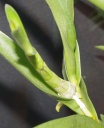 Keiki_Dendro3.jpg