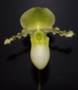 Nom du fichier=Paphiopedilum_primulinum1.jpg
Taille du fichier=97Ko
Dimensions : 699x800
Ajouté le : 18 Janvier 2012 Paphiopedilum_primulinum1.jpg