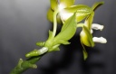 Phalaenopsis_venosa_2.jpg