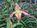 Phragmipedium_Eric_Young_x_pearcii.jpg