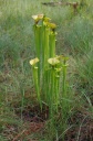 Sarracenia_flava_1.jpg