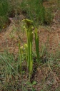 Sarracenia_flava_3.jpg