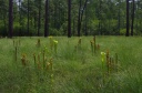 Sarracenia_flava_4.jpg