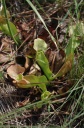 Sarracenia_purpurea_2.jpg