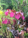 UNC_Botanical_Garden_1.jpg