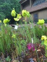 UNC_Botanical_Garden_2.jpg