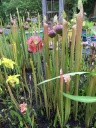 UNC_Botanical_Garden_3.jpg