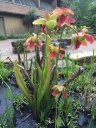 Nom du fichier=UNC_Botanical_Garden_4.jpg
Taille du fichier=274Ko
Dimensions : 600x800
Ajouté le : 21 Août 2016 UNC_Botanical_Garden_4.jpg