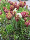 Nom du fichier=UNC_Botanical_Garden_5.jpg
Taille du fichier=333Ko
Dimensions : 600x800
Ajouté le : 21 Août 2016 UNC_Botanical_Garden_5.jpg