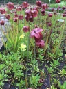 Nom du fichier=UNC_Botanical_Garden_6.jpg
Taille du fichier=334Ko
Dimensions : 600x800
Ajouté le : 21 Août 2016 UNC_Botanical_Garden_6.jpg