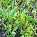 UNC_Botanical_Garden_7.jpg