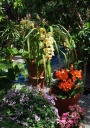 jardin_bota_Wash20.jpg