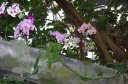 jardin_bota_Wash25.jpg