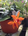 Nom du fichier=orchid1.jpg
Taille du fichier=164Ko
Dimensions : 618x800
Ajouté le : 07 Septembre 2014 orchid1.jpg