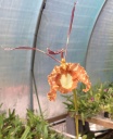 orchid11.jpg