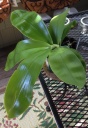 orchid13.jpg