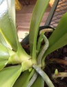 orchid14.jpg