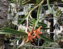 orchid3.jpg