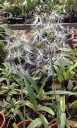 orchid7.jpg
