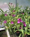 orchid8.jpg