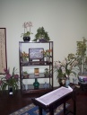smithsonian_orchids1.jpg