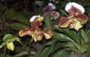 Nom du fichier=smithsonian_orchids11.jpg
Taille du fichier=130Ko
Dimensions : 800x514
Ajouté le : 14 Janvier 2012 smithsonian_orchids11.jpg