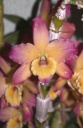Nom du fichier=smithsonian_orchids14.jpg
Taille du fichier=103Ko
Dimensions : 521x800
Ajouté le : 14 Janvier 2012 smithsonian_orchids14.jpg