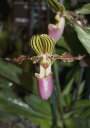 smithsonian_orchids2.jpg