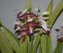 Nom du fichier=smithsonian_orchids6.jpg
Taille du fichier=136Ko
Dimensions : 800x670
Ajouté le : 14 Janvier 2012 smithsonian_orchids6.jpg